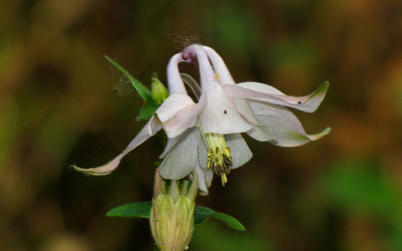 Aquilegia vulgaris?